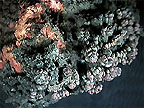 A photo of the mineral cryptomelane
