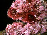 A photo of the mineral erythrite
