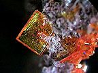 A photo of the mineral wulfenite